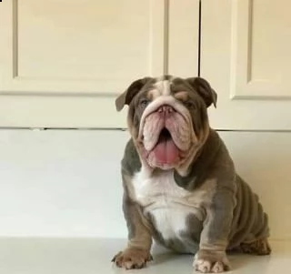cuccioli di bulldog in adozione