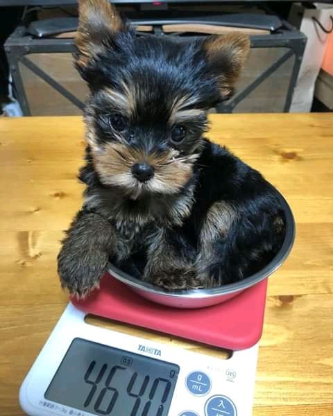 cuccioli di yorkie per l'adozione | Foto 0