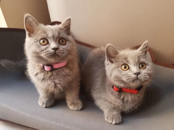 2 vendita cuccioli british shorthair