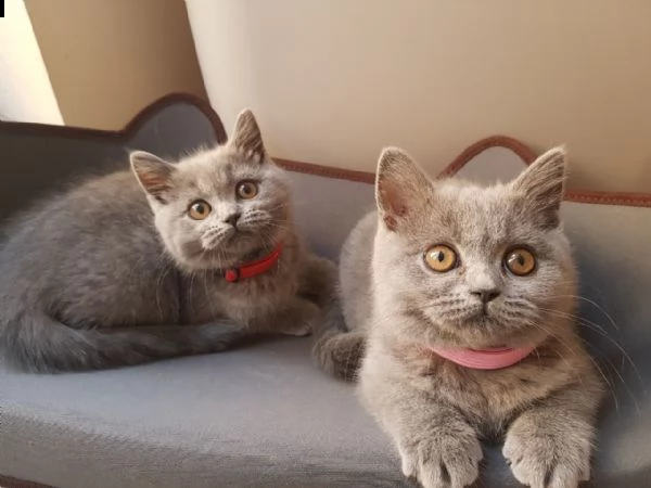 2 vendita cuccioli british shorthair | Foto 0