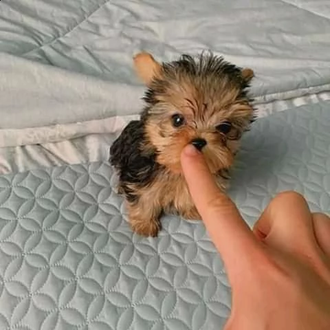 yor cuccioli di yorkie per l'adozione