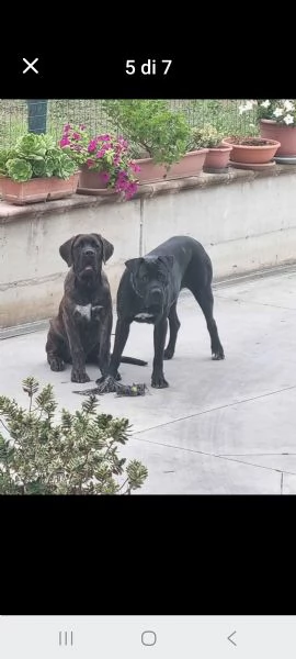 Cuccioli di cane corso  | Foto 3