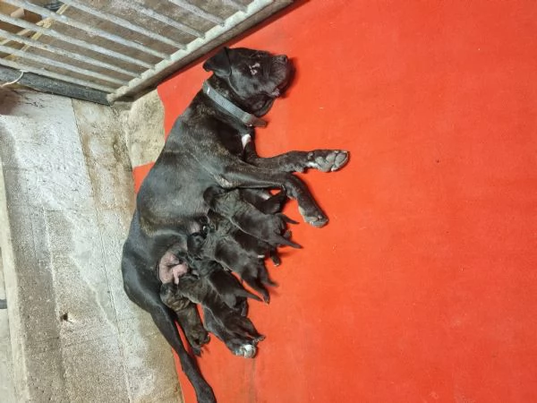 Cuccioli di cane corso  | Foto 2