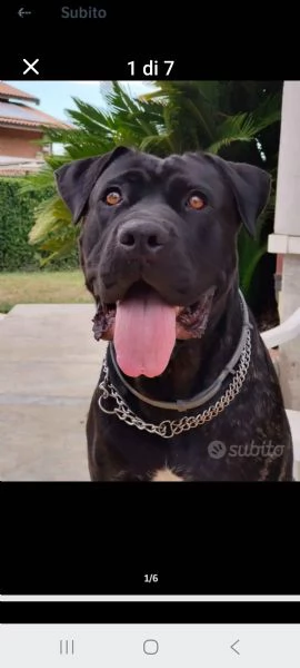 Cuccioli di cane corso  | Foto 1
