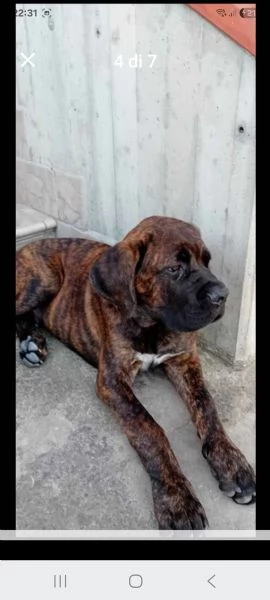 Cuccioli di cane corso  | Foto 0