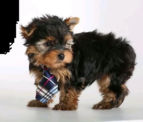 cuccioli di yorkie per l'adozione