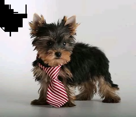 cuccioli di yorkie in adozione
