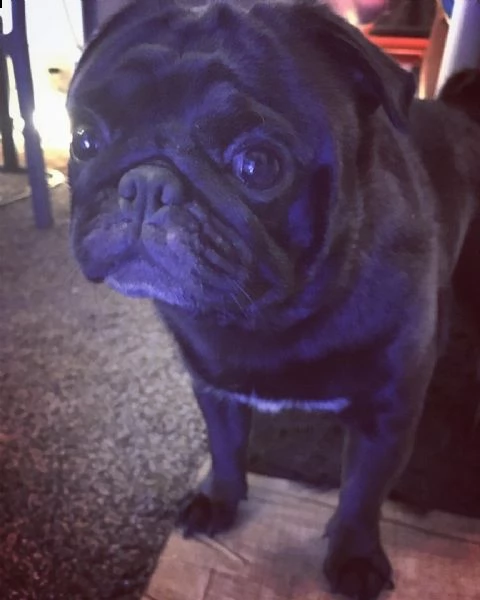 regalo cuccioli carlino in bianco e nero per l'adozione... | Foto 0