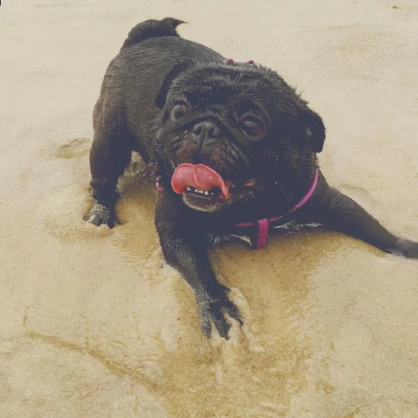 regalo carlino cuccioli con pedigree | Foto 0