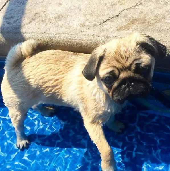 vendita carlino cuccioli di altissima genealogia vaccinati