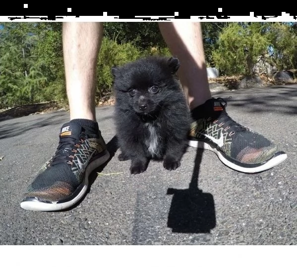 cuccioli di pomsky pronti per l'adozione | Foto 0