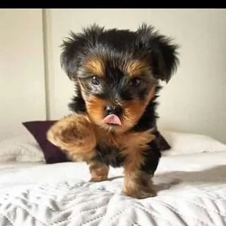 cuccioli di yorkie in adozione | Foto 0