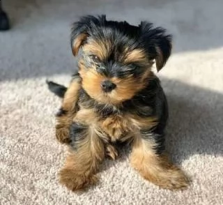 cuccioli di yorkie in adozione
