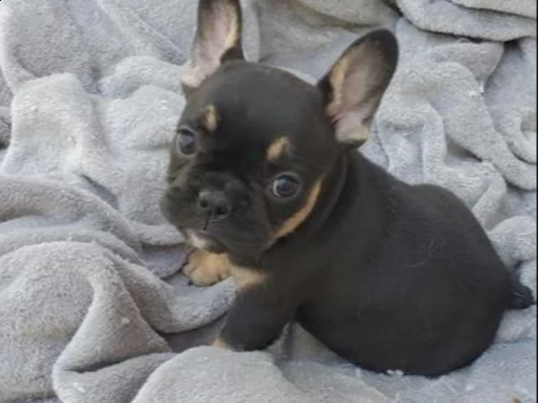 cuccioli di bulldog francese blu minuscoli teenager