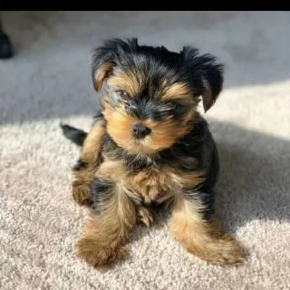 yor cuccioli di yorkie per l'adozione