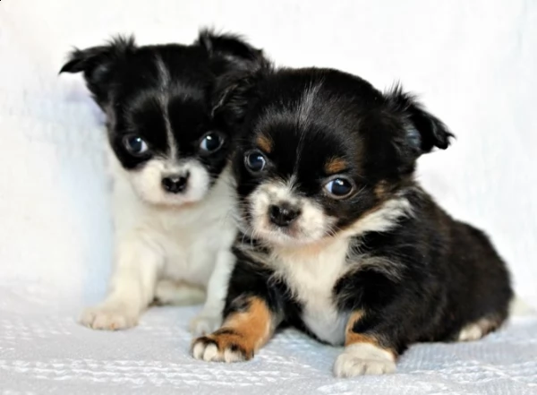cuccioli di chihuahua mini toy