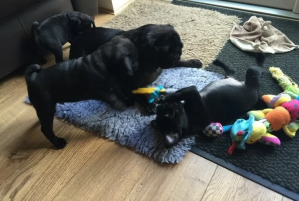 disponibili cuccioli di pug neri di alta qualità