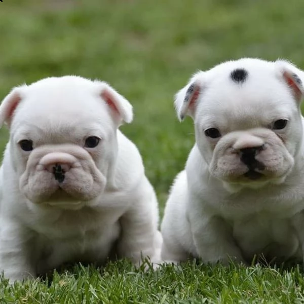 simpatici cuccioli di bulldog francese. | Foto 2