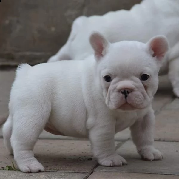 simpatici cuccioli di bulldog francese. | Foto 1