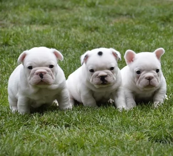 simpatici cuccioli di bulldog francese.