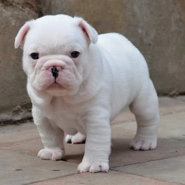 simpatici cuccioli di bulldog francese. | Foto 0