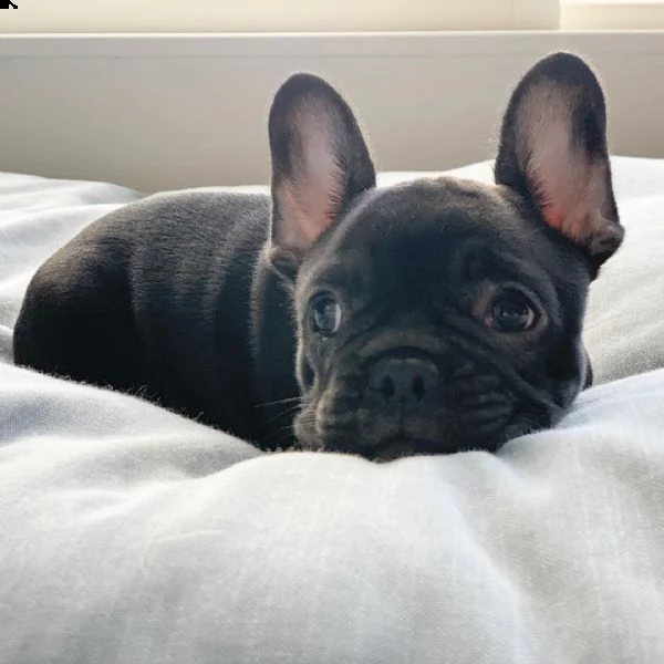 bulldog francese | Foto 1