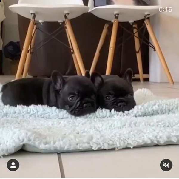 bulldog francese | Foto 0