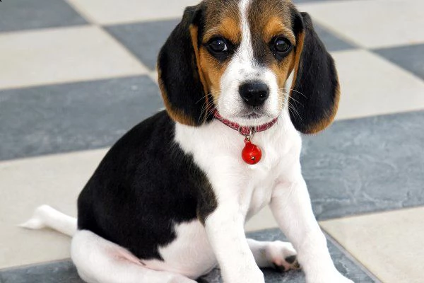 vendita cucciolo cuccioli beagle tricolore