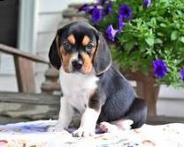 vendita cucciolo cuccioli beagle tricolore