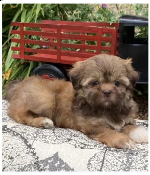 cuccioli di barboncino toy e shih tzu disponibili  | Foto 3