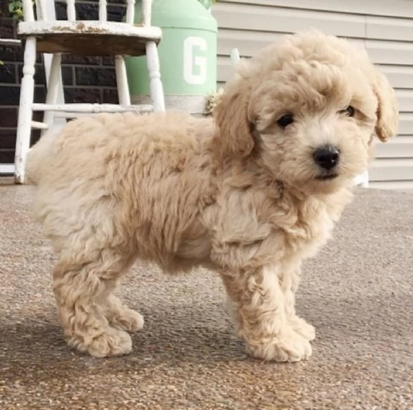 cuccioli di barboncino toy e shih tzu disponibili  | Foto 2