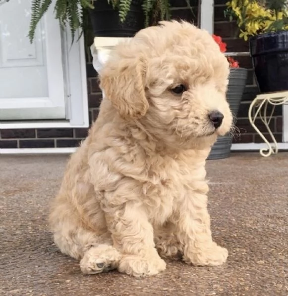 cuccioli di barboncino toy e shih tzu disponibili  | Foto 1