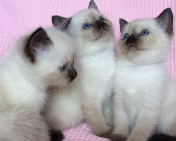 disponibile cuccioli ragdoll con pedigree