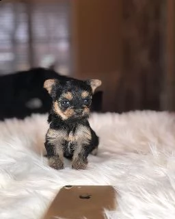cuccioli di yorkie per l'adozione | Foto 0