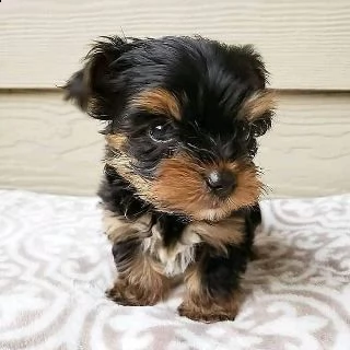 cuccioli di yorkie per l'adozione