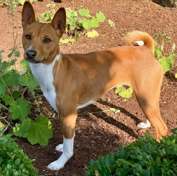 cuccioli di basenji | Foto 2