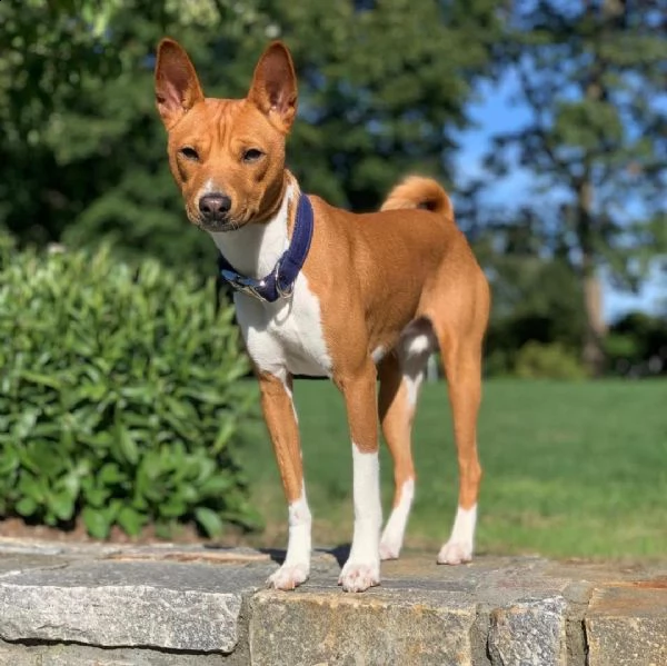 cuccioli di basenji | Foto 1