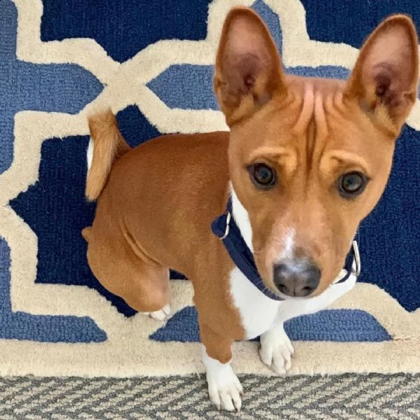 cuccioli di basenji