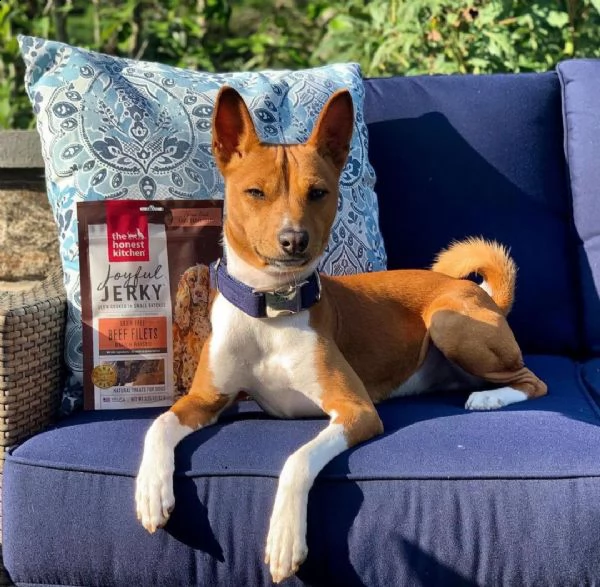 cuccioli di basenji | Foto 0