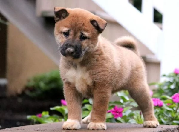 disponibili cuccioli di shiba inu di tre mesi e si cedono con gia le vaccinazioni, svermazioni e mic
