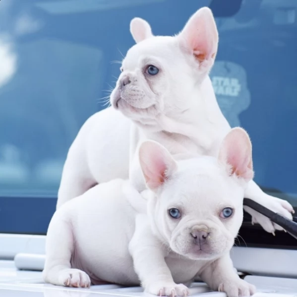 dolci bulldog francesi per l'adozione.