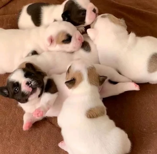 adorabile bulldog francese