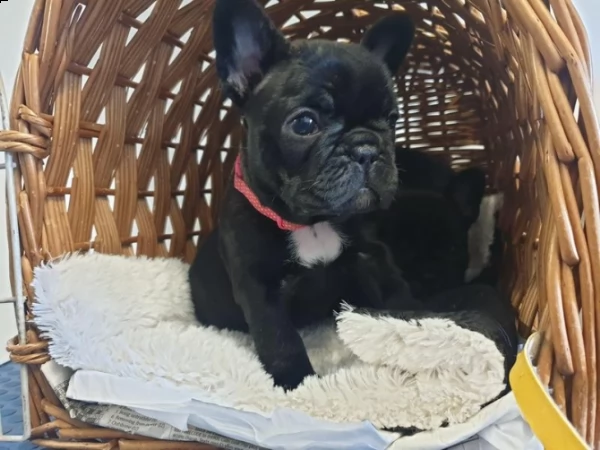 simpatici cuccioli di cane toro francese | Foto 0