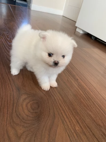 fantastici cuccioli di pomerania | Foto 1