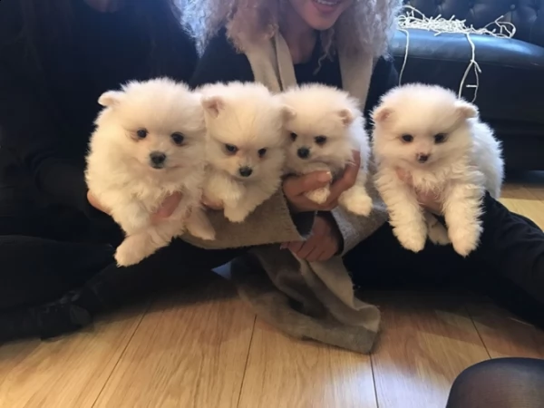 fantastici cuccioli di pomerania | Foto 0