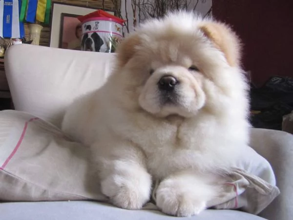 vendita cucciolo chow chow