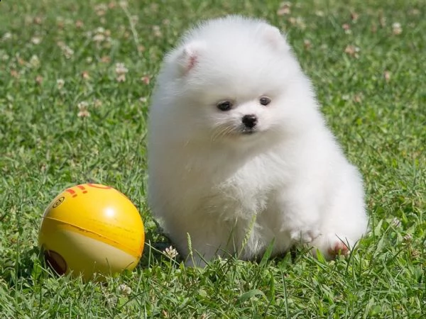 vendita cucciolo cuccioli volpino pomerania bianchi
