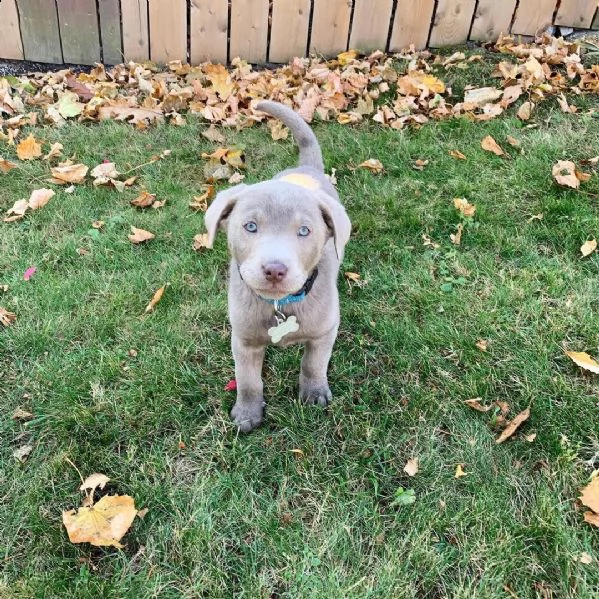 cuccioli di labrador 
