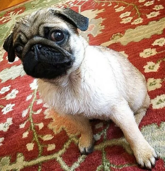 cucciolo carlino addestrato a casa per regalo