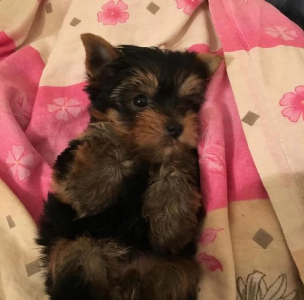 yorshire terrier